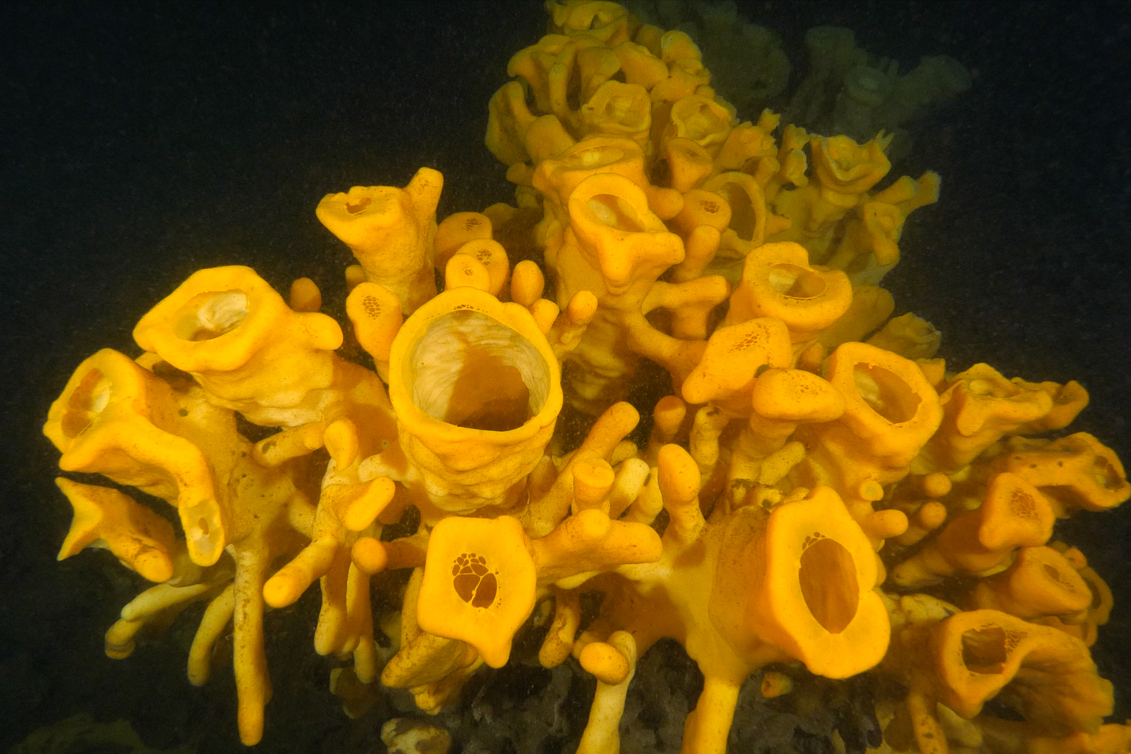Oceans Wise report recommends implementation of full protection for all of Howe Sound’s glass sponge reefs